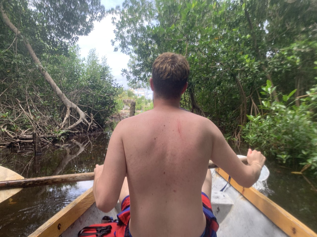 A cez mangrovy hľadať kajmany :)