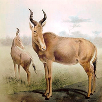 Ukážka z obrázkov v albume Vyhynuté druhy zvierat