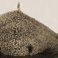 Koncom 19 storočia prežilo v Amerike len 325 bizónov. Veľká časť tejto genocídy bola len pre zábavu.