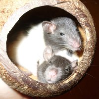 Ukážka z obrázkov v albume samičky potkanov - RUBBY & POPPY