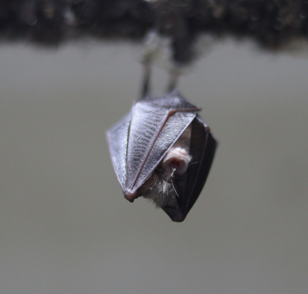 Abstrakt a jeho netopieria firma!!! 