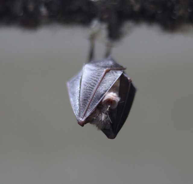 Abstrakt a jeho netopieria firma!!! 