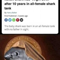 new savior,
saint Shark