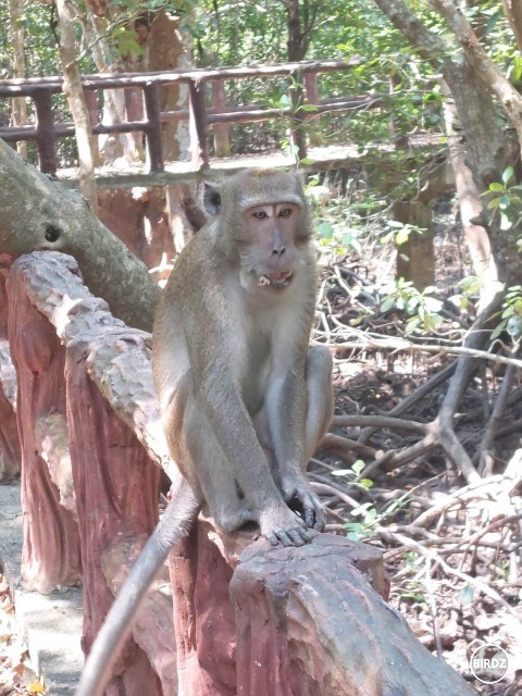 dnes sme v mangrovníkovom lese stretli tlupu asi 20 makakov. trochu som sa bála, lebo mali bábätká, ale nakoniec nedošlo k potýčke :D tento fešák od nás sedel asi meter :D