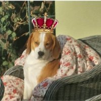 Monarcha