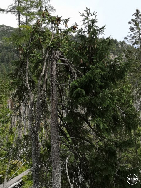 Tento strom bol zlomený počas víchrice pred 17. rokmi, no nikdy nestratil chuť žiť. 