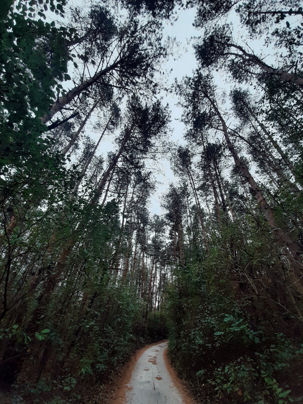 Krasna prechádzka lesom