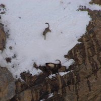 Vzácne zachytená scéna - kozorožec zahnaný snežným leopardom na okraj priepasti.....