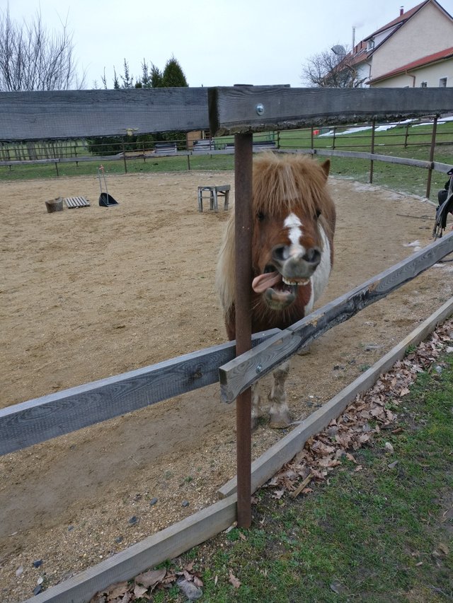 Here, have a pony! 
#mámnajlepšiuprácunasvete