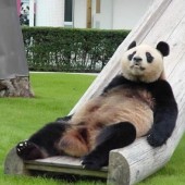 Pandacake