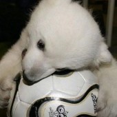 platini fotka