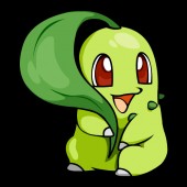 chikorita fotka