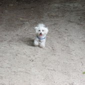 Bashka003