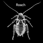 Roach