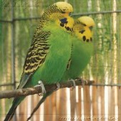 Budgies91