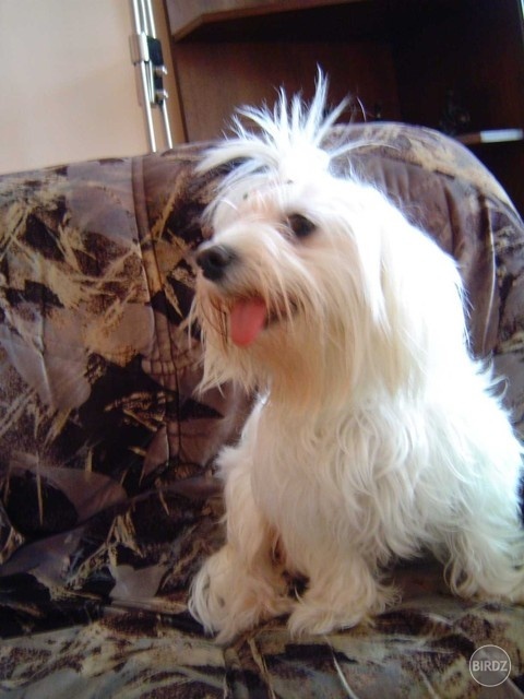 Tinka :)