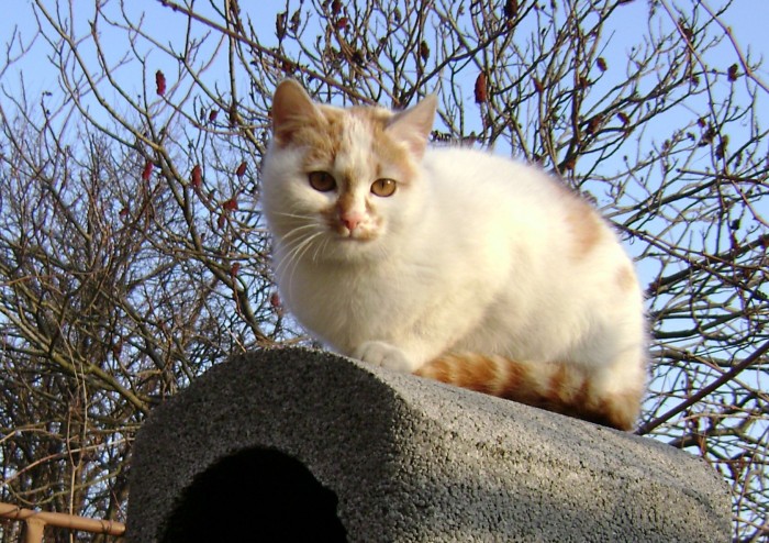 Miška