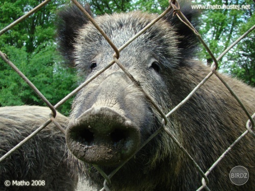 Obrázok