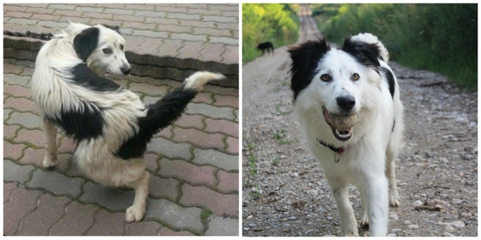 Pred a po :)
Leo - Bobi z OZ Tuláčik Brezno
Adoptovaný 21.6.2014 
