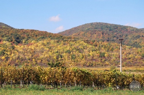vinic - les - kopec - obloha - stlp