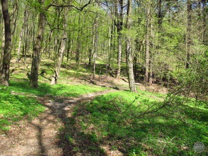 Obrázok