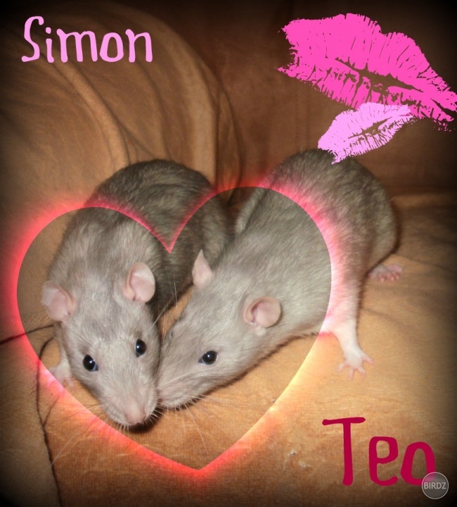 Simon & Teodor 