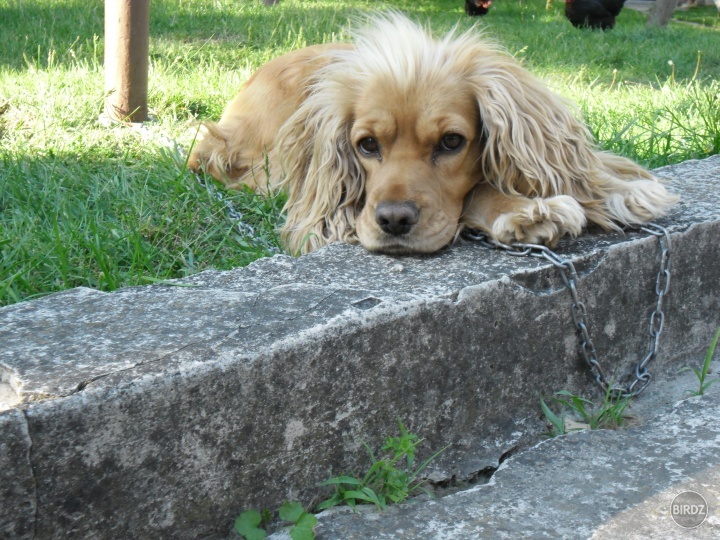Jessica my Dog   :) 