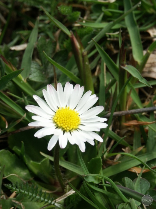daisy :) 