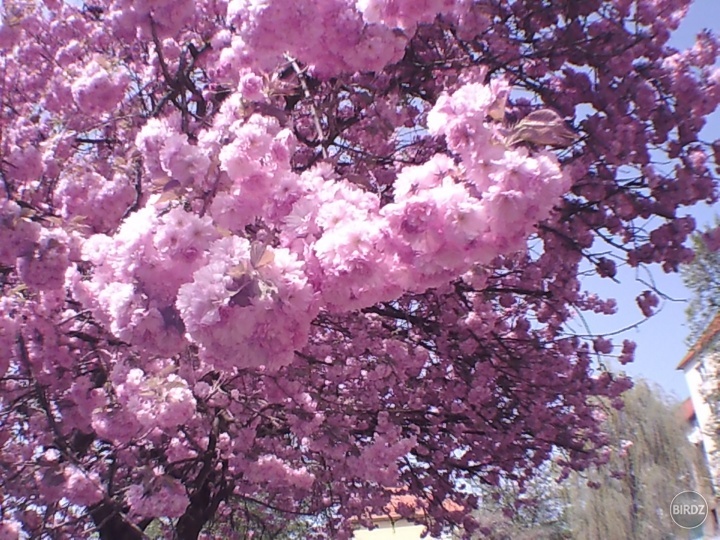 SAKURA DETAIL