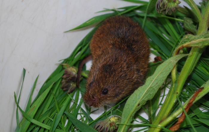 Živolovný odchyt hlodavcov 
Hraboš severský (Microtus oeconomus) - min. dvojročný samček, veľmi bojovný :)