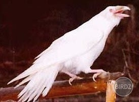 Corvus Corax - albin