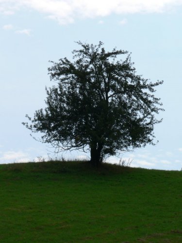 Solitary Tree