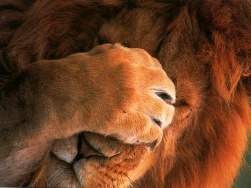 wrrrr