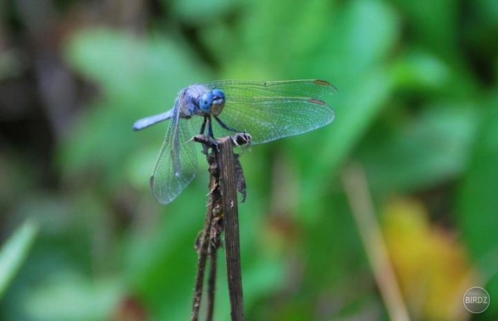 Orthetrum coerulescens 
