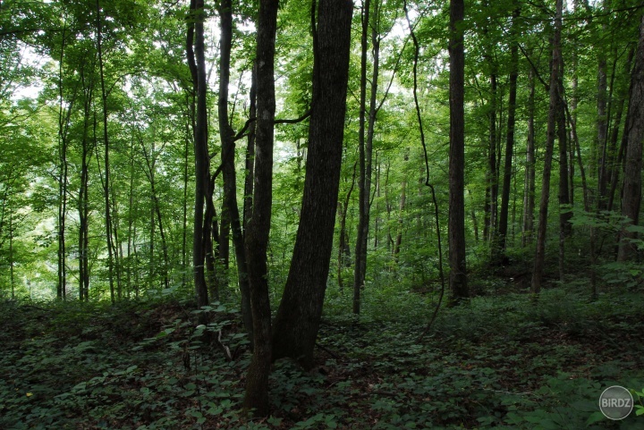 Tak isto, ako vase tela, aj toto je priroda. Tato narozdiel od vasich fotiek posobi viac ukludnujuco birdz_photo_force_pr