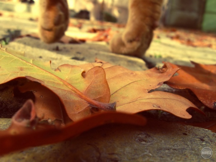 dancing in the leaf