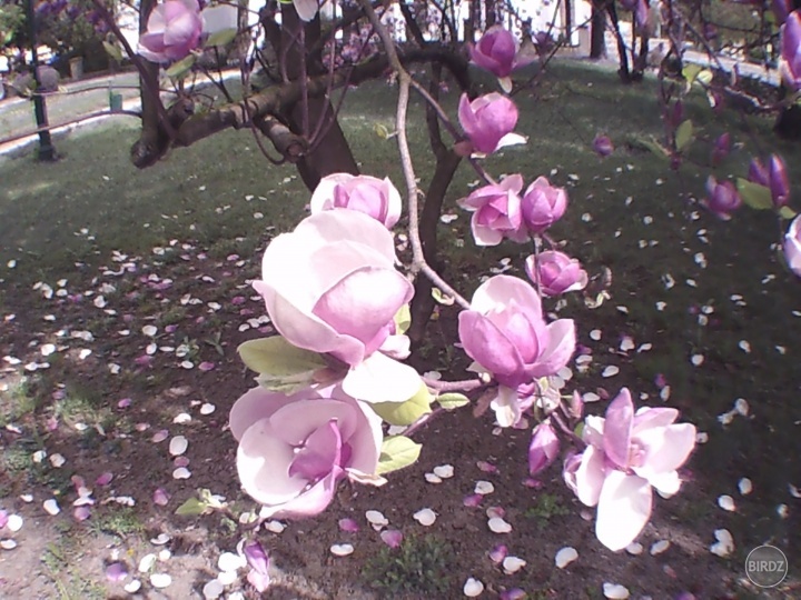 MAGNOLIE