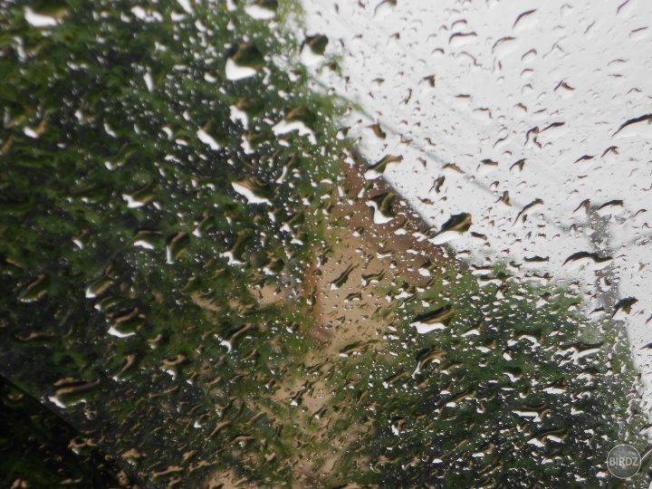 rain