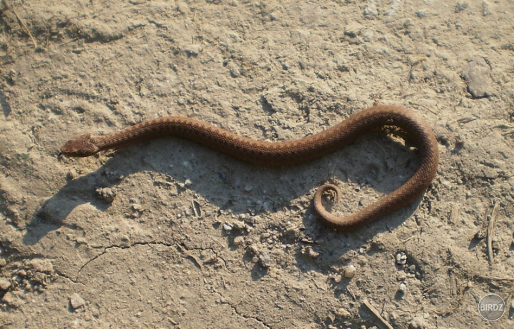 vretenica severná - Vipera berus