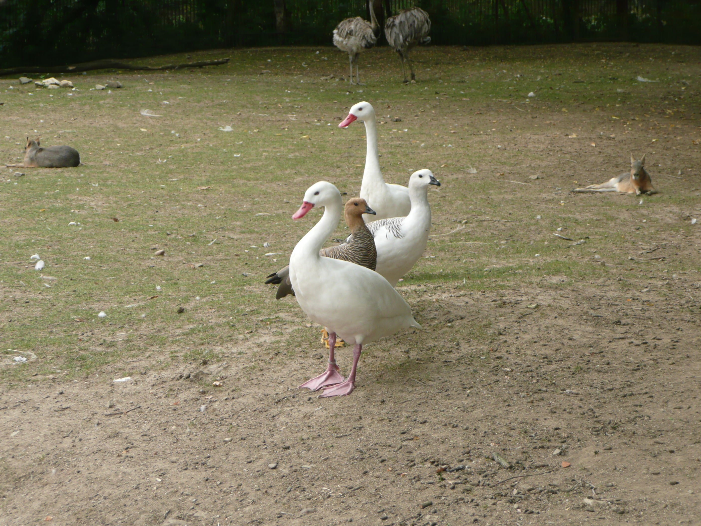 Obrázok