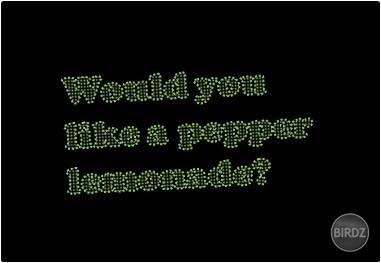 Dáš si koreňovú limonádu? 