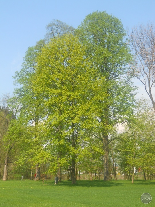 Obrázok