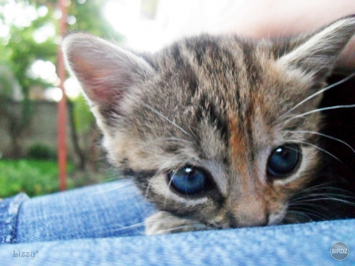 little big cat
