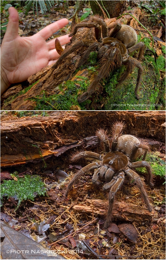 gigantický pavúk , netušila som že existujú také obrovské pavúky