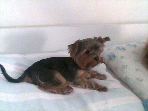 juuuuj malinky quido:)