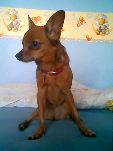 lorinecka moj milovany pejsanek