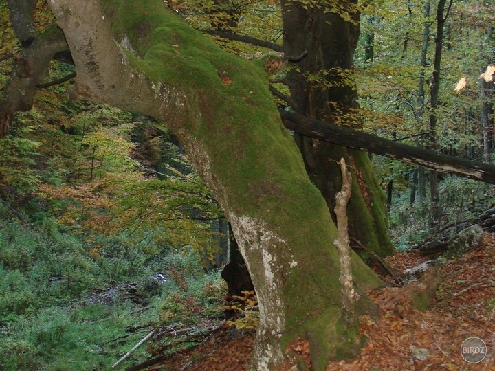 Obrázok