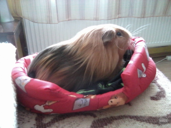 Max a jeho nova postielka :)