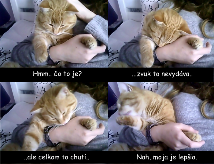 Story of my cat.
