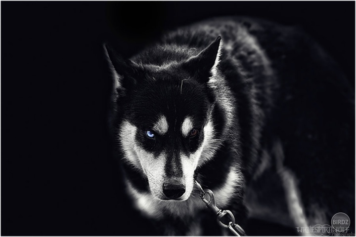 haf! :)